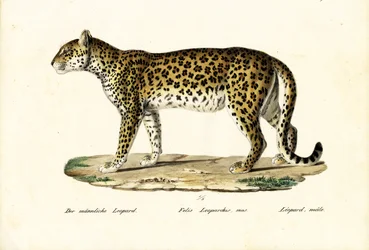 Leopard, 1824